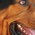 Hooch